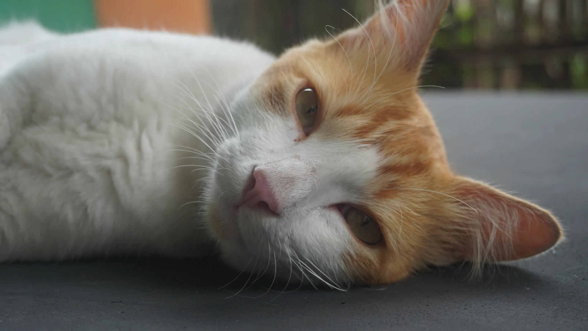 Gallery image from 2025